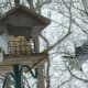 Hairy Woodpecker Flying Away