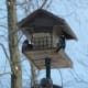 Blue Jay and Downy Woodpecker