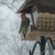 Male Red-Bellied Woodpecker