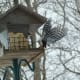 Hairy Woodpecker Taking Flight