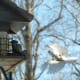 Downy Woodpecker and Tufted Titmouse