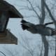 Red-Bellied Woodpecker Flying Away