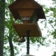 Female Red-Bellied Woodpecker