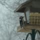 Downy Woodpecker