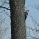 Pileated Woodpecker