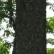 Red-Headed Woodpecker