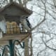 Hairy Woodpecker