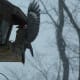 Red-Bellied Woodpecker Spreading Its Wings