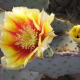 Red and yellow flower on a prickly pear cactus.
