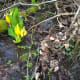 The plant and its habitat