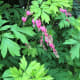 A cultivated form of bleeding heart that began blooming in spring