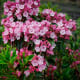 before-you-choose-plants-based-on-their-beauty-make-sure-you-know-which-ones-are-poisonous