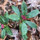This is the daphne odora plant. The bark, flowers, fruits, roots, stem, seeds, and leaves are all poisonous on daphne shrubs. The white or red fruits are particularly attractive to young children.