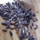 Woodlice