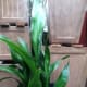 Aspidistra, Cast Iron