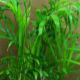 Bamboo Palm