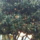 My neighbor's tree is about 20 feet tall! Look at all the luscious fruits!