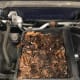 Mouse nest built inside of an engine air cleaner filter housing, also comes with free nuts!