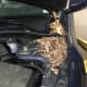Mouse nest under the hood