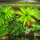 Rainforest (From Above)