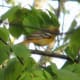 Female Northern Oriole looking for insects on the tree leaves.