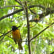 Male Northern Oriole singing way up high in a tree.