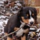 what-to-get-for-a-new-puppy-the-big-list-of-must-have-supplies-for-a-puppy