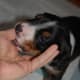 Choosing the right puppy
