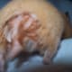 The appearance of wet tail on a hamster.
