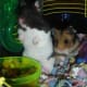 Pebbles and Rocky (Generally, two Syrian hamsters should not be housed together.)