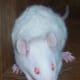 Pink-Eyed White (overspotted) Rex