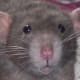 Krishna - My dearest American Blue Dumbo (the beginning of my own dumbo lines!) RIP.