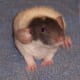 Rex dumbo baby