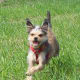 adopting-a-dog
