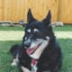 adopting-a-dog
