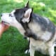 Reward-based dog discipline results in a dog licking your hand rather than running away from it.