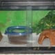 Added decor (fake plant and hammock) and calcium dish beside water bowl.