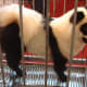 Panda dog side shot.