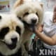 A chow and his panda brother.