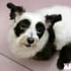 Columbo is now a relaxed and carefree dog star.