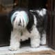 A panda shih tzu.