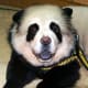 A relaxing panda.
