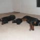 My Pack