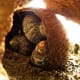 Hermit crabs are happiest when they have friends.