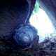 Hermit crabs like to hide and are most active at night, so they aren't always the most interesting pets to show to friends.