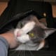 airline-approved-cat-carrier