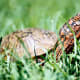 Box Turtle