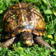 Box Turtle