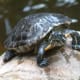 What Red Eared Sliders eat is pretty much the same as painted turtles.