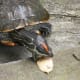 These aquatic turtle don't usually want to eat on land. They like to eat in the water.